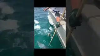 Fishing on the boat  #viral #sea #video #shorts