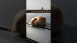 🐹 hamster daily walking and eating with her baybies out of cage