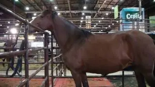 Raza Peruano de Paso. Relinchando. Peruvian Paso. Neighing.