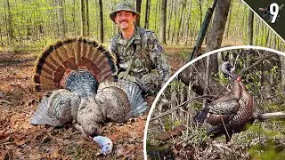 Turkey Tour Day 9 - (Ted calls in the same Gobbler TWICE!!)