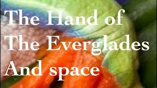 Sneak peak of The hand of the Everglades and space. #sci Fi