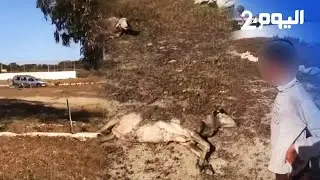 فرنسي يدهس غنم طفل فقير ويهدده بالقتل..الحكرة!