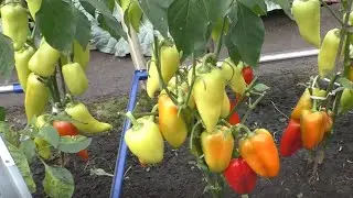 Как вырастить хорошие перцы в открытом грунте