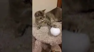 АААААА!!! приколистка дома!!!!!!!(2) другая музыка