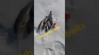 форелька клюет на наши приманки #рыбалка #форель