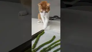 Ginger Cat's first encounter with asaparagus | Funny cat reaction | Cute cat videos #cats