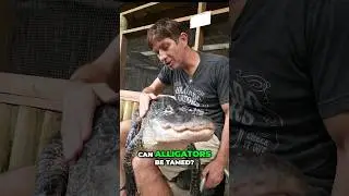 Friendly Alligator! #shorts