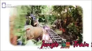 Jungle Safari 