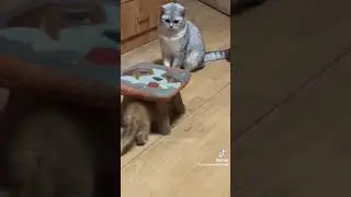 Cats being jersks to other cats