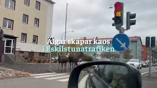 Älgkaos mitt i Eskilstuna Sverige