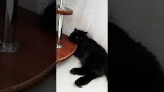 #кисонька #кошки #cat #кошка #миша