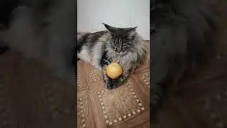 Жадненькая и вредненькая кошка