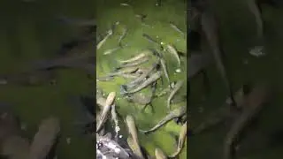 Рыба, которая ест клубнику!