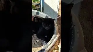 Блатной кот 
