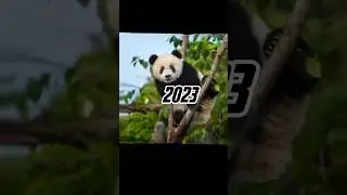 2023 panda 🐼 vs 5000 bce panda 💥 