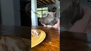 Codornas Assadas ao Molho de Laranja e Purê 😋🐾