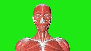 Green Screen Man Body 1 Chroma Key Footage VFX VIDEO