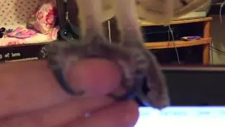 Сова! Сипуха Фидель! Когти совы!