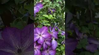 Клематисы на пике цветения #дачныйдневник #клематис #клематисы #сад