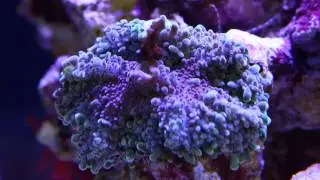 Ricordea yuma timelapse