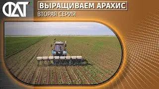 Выращиваем арахис. Вторая серия