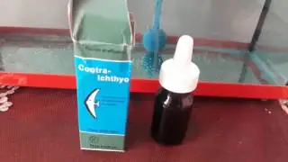Japon Balığı Yumurta Bakımı