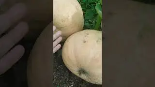 17 августа 2024 г.