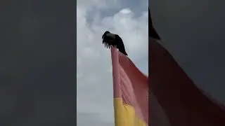 Спой, светик, не стыдись)