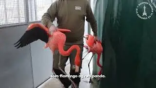ZOO udfaser en lang række dyr 🦜