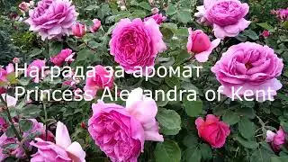 Ароматерапия. Ароматы духов и английских роз.
