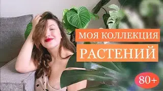 80+ тропический растений! Моя коллекция, полный обзор