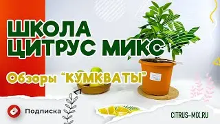 Обзор и сравнение кумкватов 