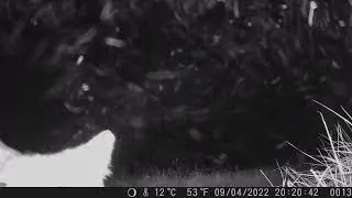 zorro cortando correa de cámara trampa #zorro #