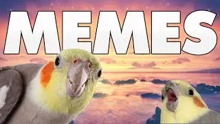 7 MIN OF DANK BIRB MEMES #3