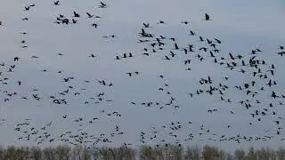 Татарско-Башкирские журавли, сентябрь 2020.