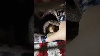 Мурочка замерз/Кексуля💕#моилюбимки #листиккексикмишутка #твимз #rats #животные #крысы