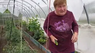 Мама похвасталась урожаем! 🍅🥒🍓 Ералаш в огороде 😀