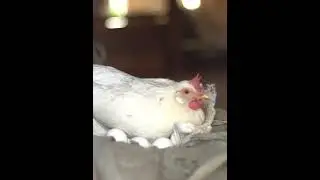 HEN COMMITTED TO HATCHING CHICKS #farming #chicken #chickendance #agriculture