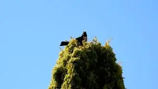 Blackbird Singing Funny Song
