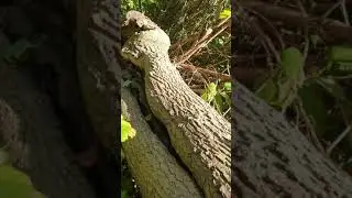 могу ли я забрать упавшее дерево?