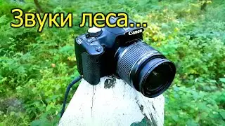 [Natalex] Звуки леса, зеркальная камера, тест аккумулятора "Влог"...