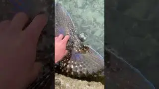 Supersonic Camouflage: Gorgeous Butterfly Fish Leaves Filmmaker in Awe! || PETASTIC 🐾