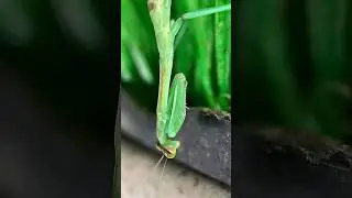 A Small Carolina Mantis Molting, Video 2/2