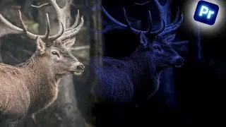 How to Turn Day into Night in Adobe Premiere Pro | Tutorial