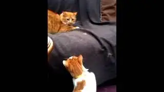 Cats playing and Dog Chilling (Video right way up)