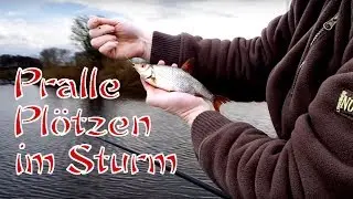 Pralle Plötzen im Sturm