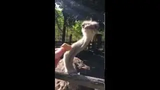 Чем опасны страусы (и другие птицы :))
