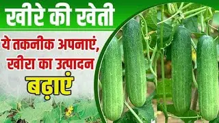 llखीरे की खेती कैसे करें पोली हाउस में पूरी जानकारी llAAO mr.sonu Kumawat ll