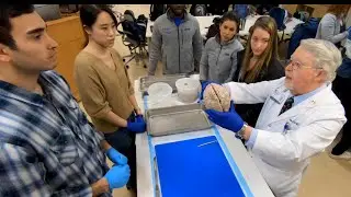 Exploring the Human Brain