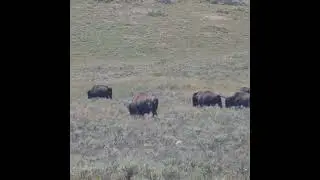 Yellowstone